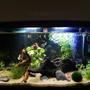 10 gallons planted tank (mostly live plants and fish) - Betta Planted Tank