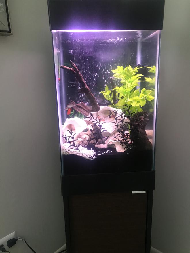 150 gallons freshwater fish tank (mostly fish and non-living decorations) - 15 gallon tall cube aquarium