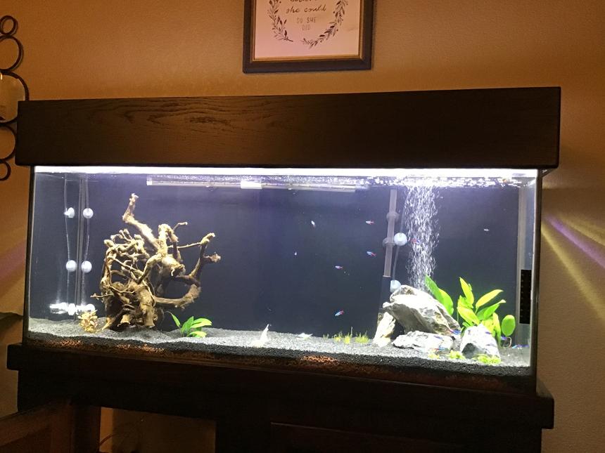 Rated #61: 55 Gallons Planted Tank - Just getting started..