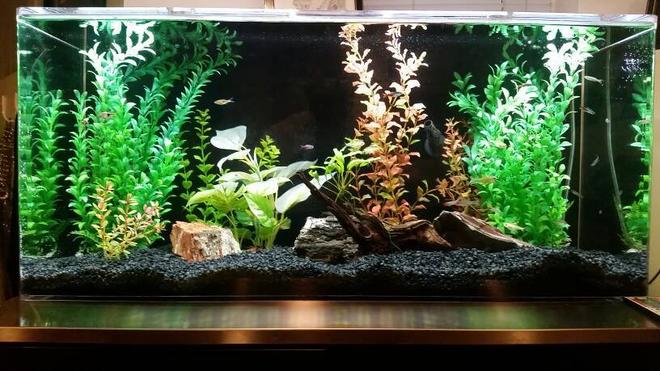 35 gallons freshwater fish tank (mostly fish and non-living decorations) - 35 Gallon acrylic.