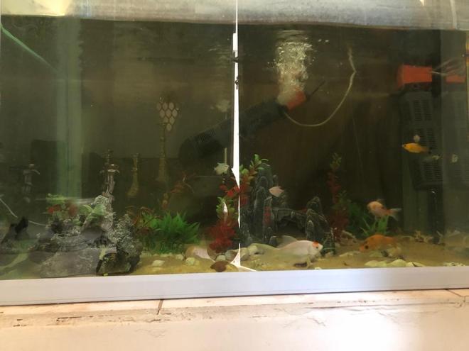 130 gallons freshwater fish tank (mostly fish and non-living decorations) - My 130 gallon fish tank(it has blanket from behind thats why its dark)
