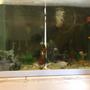 130 gallons freshwater fish tank (mostly fish and non-living decorations) - My 130 gallon fish tank(it has blanket from behind thats why its dark)