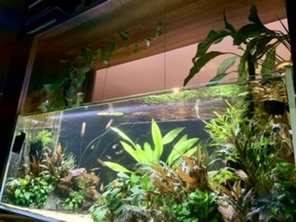 130 gallons planted tank (mostly live plants and fish) - .