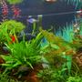 28 gallons planted tank (mostly live plants and fish) - Redtail shark is the boss...