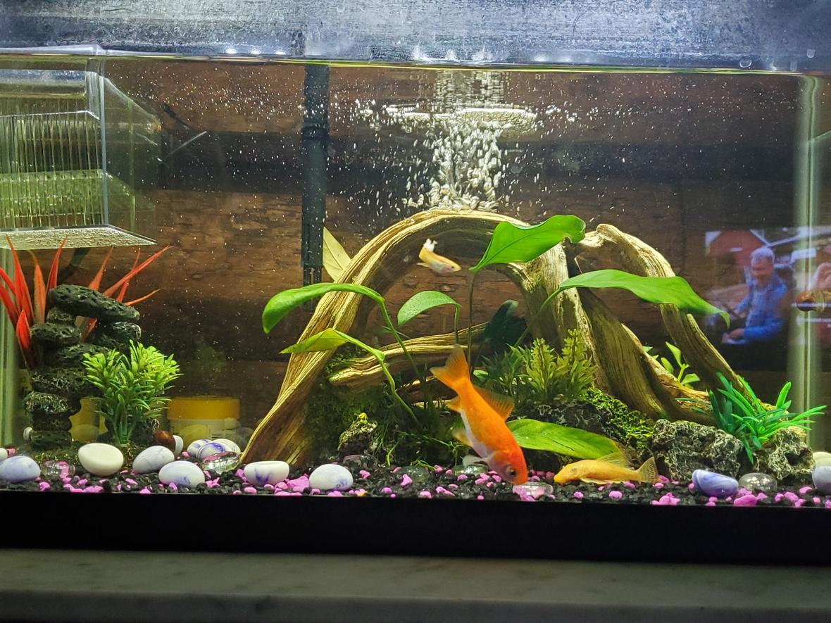 10 gallons freshwater fish tank (mostly fish and non-living decorations) - My fish tank.