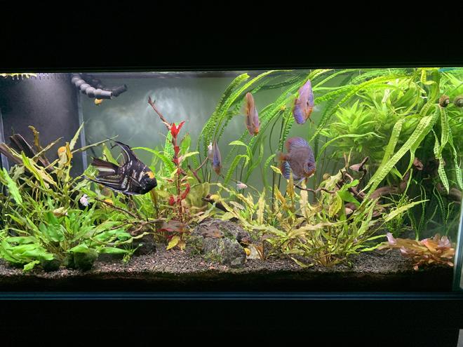 90 gallons planted tank (mostly live plants and fish) - Fresh trim and clean out.