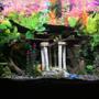 150 gallons freshwater fish tank (mostly fish and non-living decorations) - Front view 150 tall