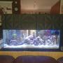 27 gallons reef tank (mostly live coral and fish) - Main display view