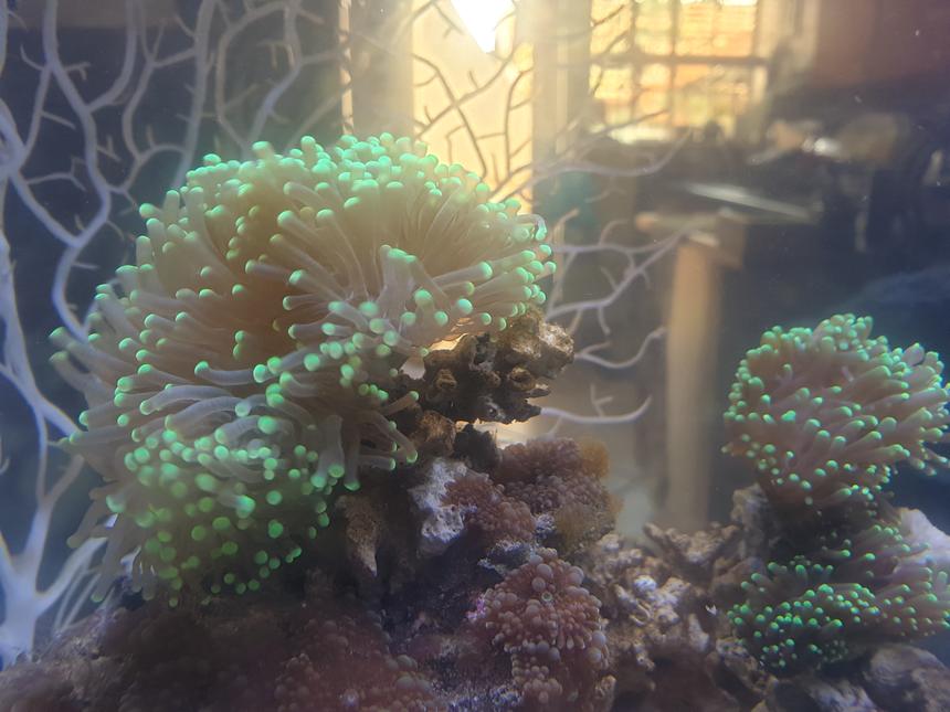 Rated #5: Corals Inverts Stocking In 27 Gallons Tank - Torch corals