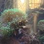 corals inverts stocking in 27 gallons tank - Torch corals