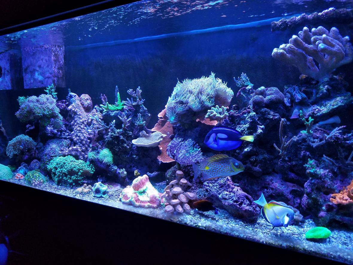 75 gallons reef tank (mostly live coral and fish) - My 75g before I lost it due to the hurricanes