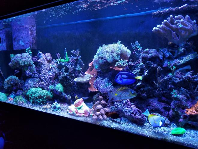 75 gallons reef tank (mostly live coral and fish) - My 75g before I lost it due to the hurricanes