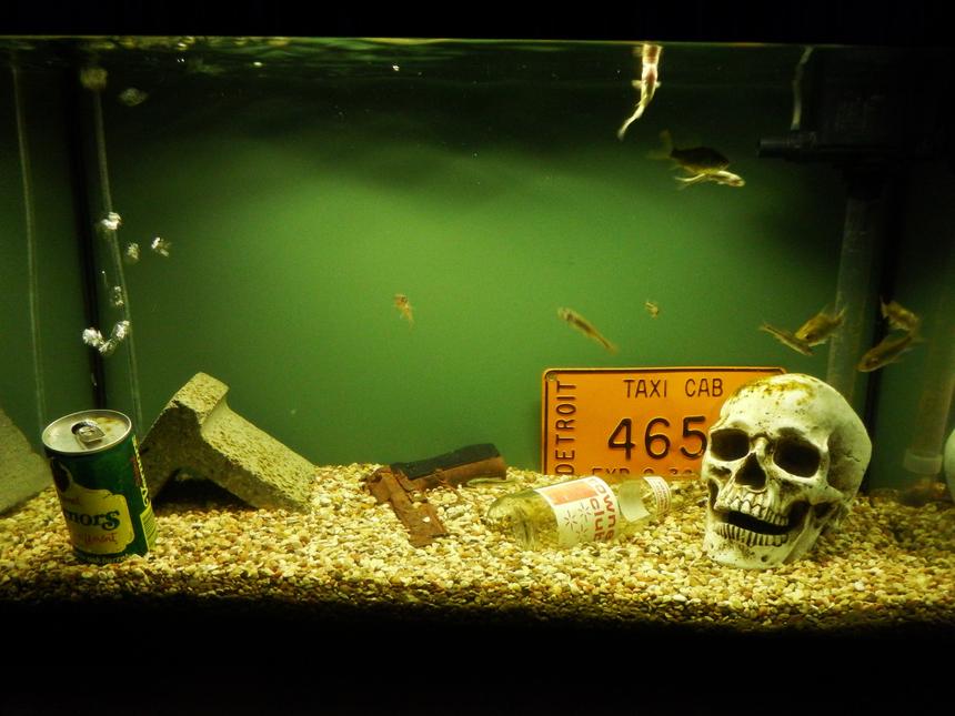 Rated #42: 29 Gallons Freshwater Fish Tank - Detroit River themed. Basic olive drab background to represent the zero visibility of the river. Decorations include real cinder block, Detroit taxi license plate, Towne Club (local brand) soda bottle, Vernors (local brand) soda can bubbler, replica 45 caliber pistol, replica human skull.