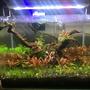 5 gallons planted tank (mostly live plants and fish) - green and red