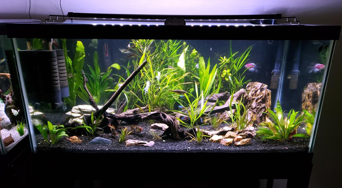 40 gallons planted tank (mostly live plants and fish) - 40g planted stocked with too much to list!