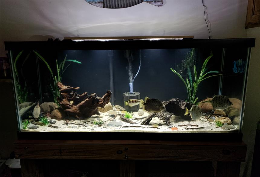 Rated #18: 40 Gallons Freshwater Fish Tank - 75g Brackish tank stocked with silver scats,  green scat,  archer and a spotted sleeper goby.