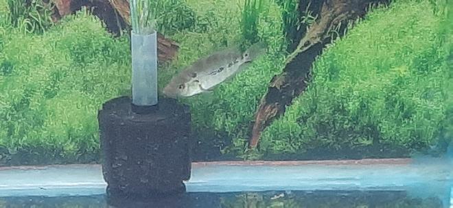 freshwater fish stocking in 90 gallons tank - Is it a trimac or ??