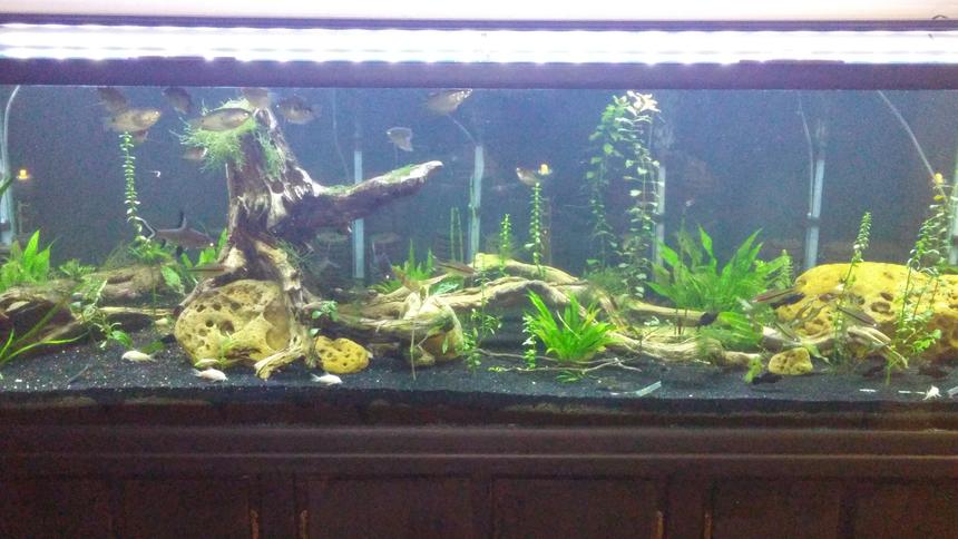 Rated #10: 180 Gallons Planted Tank - My 180
