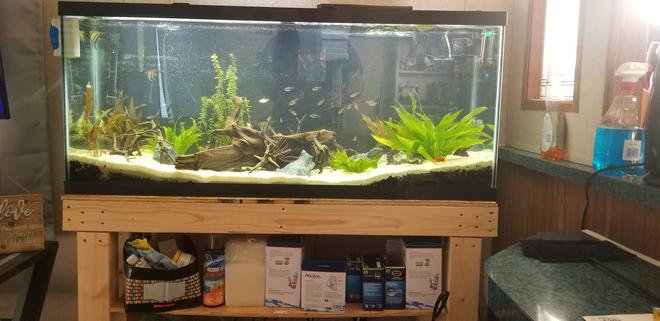 55 gallons planted tank (mostly live plants and fish) - My community for my 4 boys!