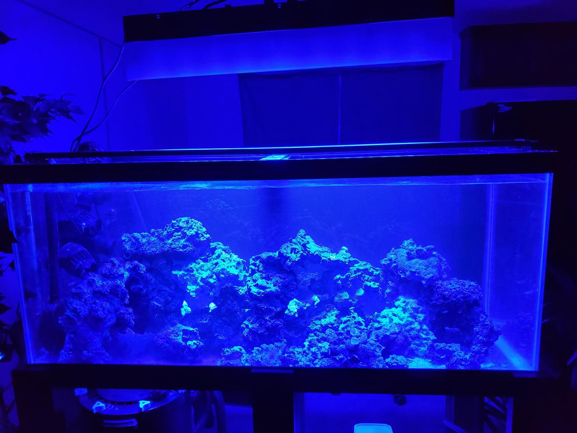 75 gallons saltwater fish tank (mostly fish, little/no live coral) - 6 Mos