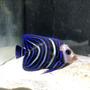 saltwater fish stocking in 55 gallons tank - koran angel