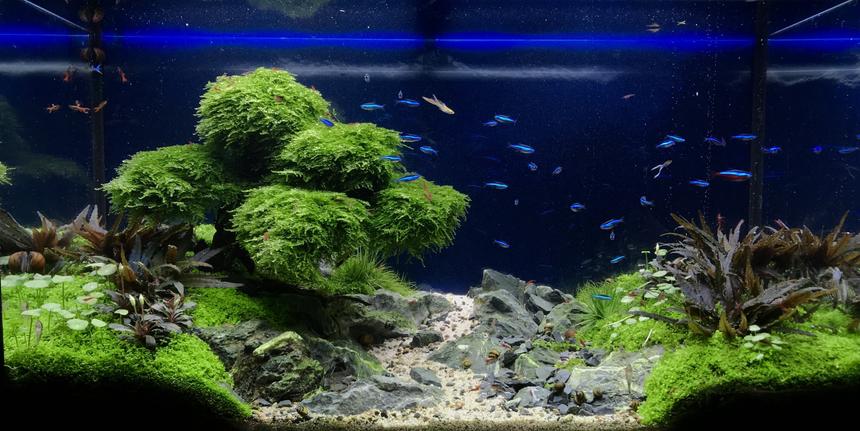 Rated #4: 33 Gallons Planted Tank - Green Pastures