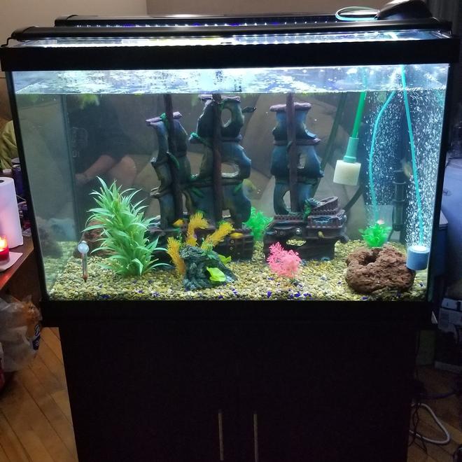 65 gallons freshwater fish tank (mostly fish and non-living decorations) - My new set up