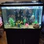 65 gallons freshwater fish tank (mostly fish and non-living decorations) - My new set up