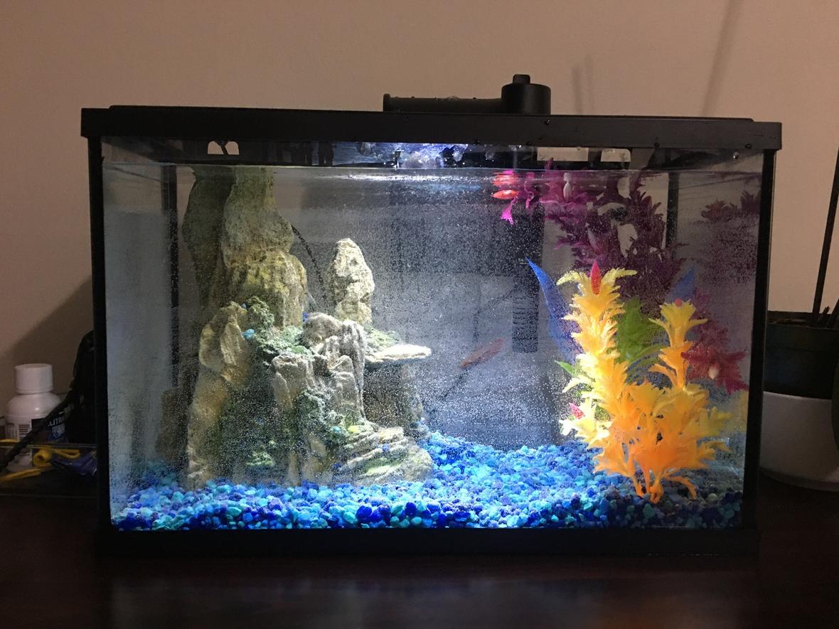 5 gallons freshwater fish tank (mostly fish and non-living decorations) - Betta sorority