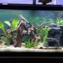 75 gallons planted tank (mostly live plants and fish) - My 75 gallon mixed cichlid tank!