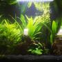 40 gallons planted tank (mostly live plants and fish) - My planted tank