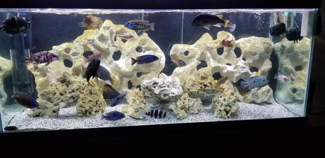 freshwater fish stocking in 55 gallons tank - 75 African Cichlid
