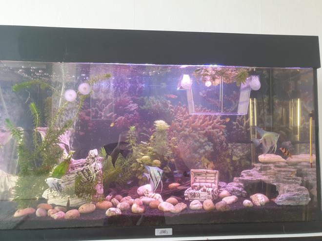 31 gallons freshwater fish tank (mostly fish and non-living decorations) - Yep tilhis it is
