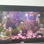 31 gallons freshwater fish tank (mostly fish and non-living decorations) - Yep tilhis it is