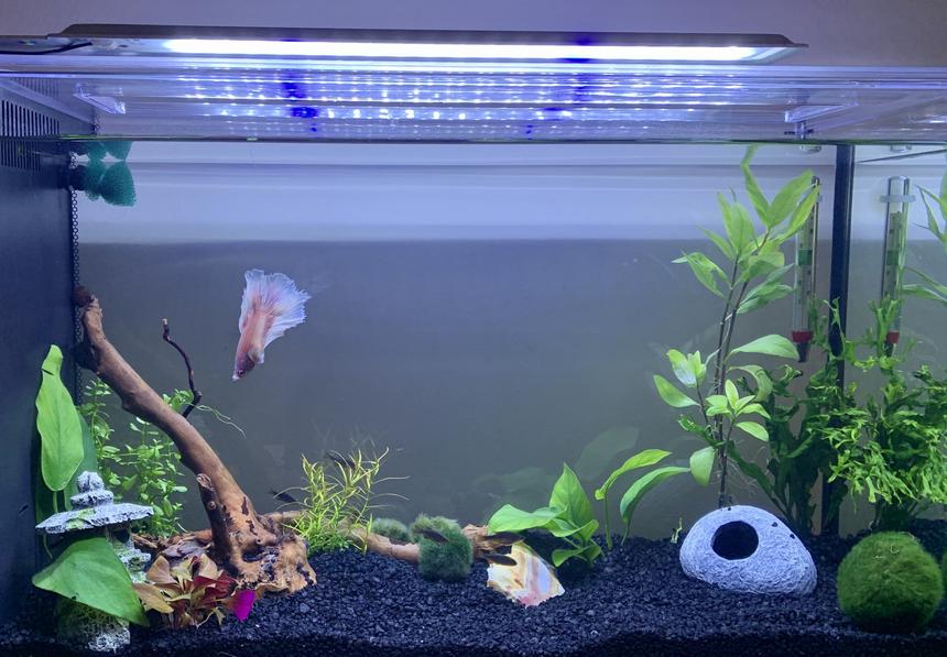 Rated #57: 5 Gallons Planted Tank - 5 Gallon Planted Betta Tank