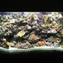350 gallons reef tank (mostly live coral and fish) - my reef tank