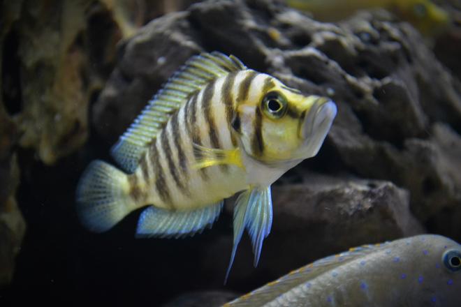 freshwater fish stocking in 100 gallons tank - altolamprologus compressiceps