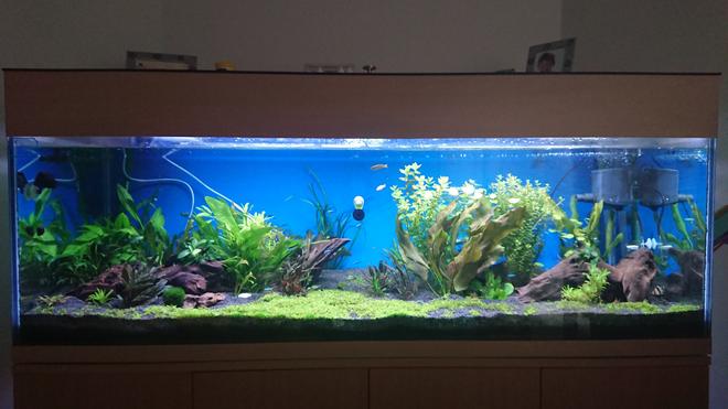 100 gallons planted tank (mostly live plants and fish) - First Aquascape