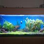 100 gallons planted tank (mostly live plants and fish) - First Aquascape