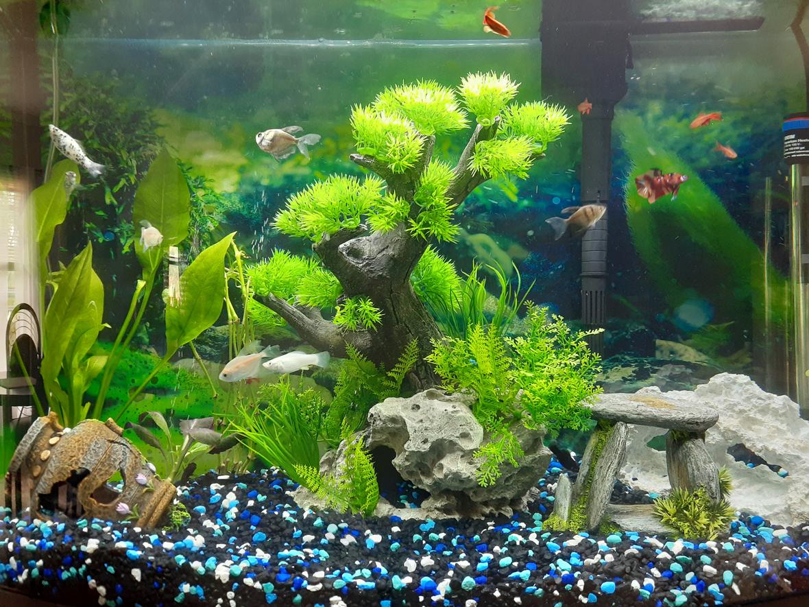 freshwater fish stocking in 36 gallons tank - My 36 Bow front fresh water aquarium