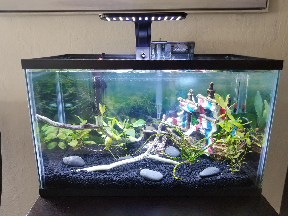 10 gallons planted tank (mostly live plants and fish) - 10 gallon planted tank