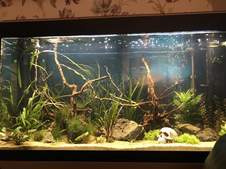 Rated #31: 52 Gallons Planted Tank - Front view