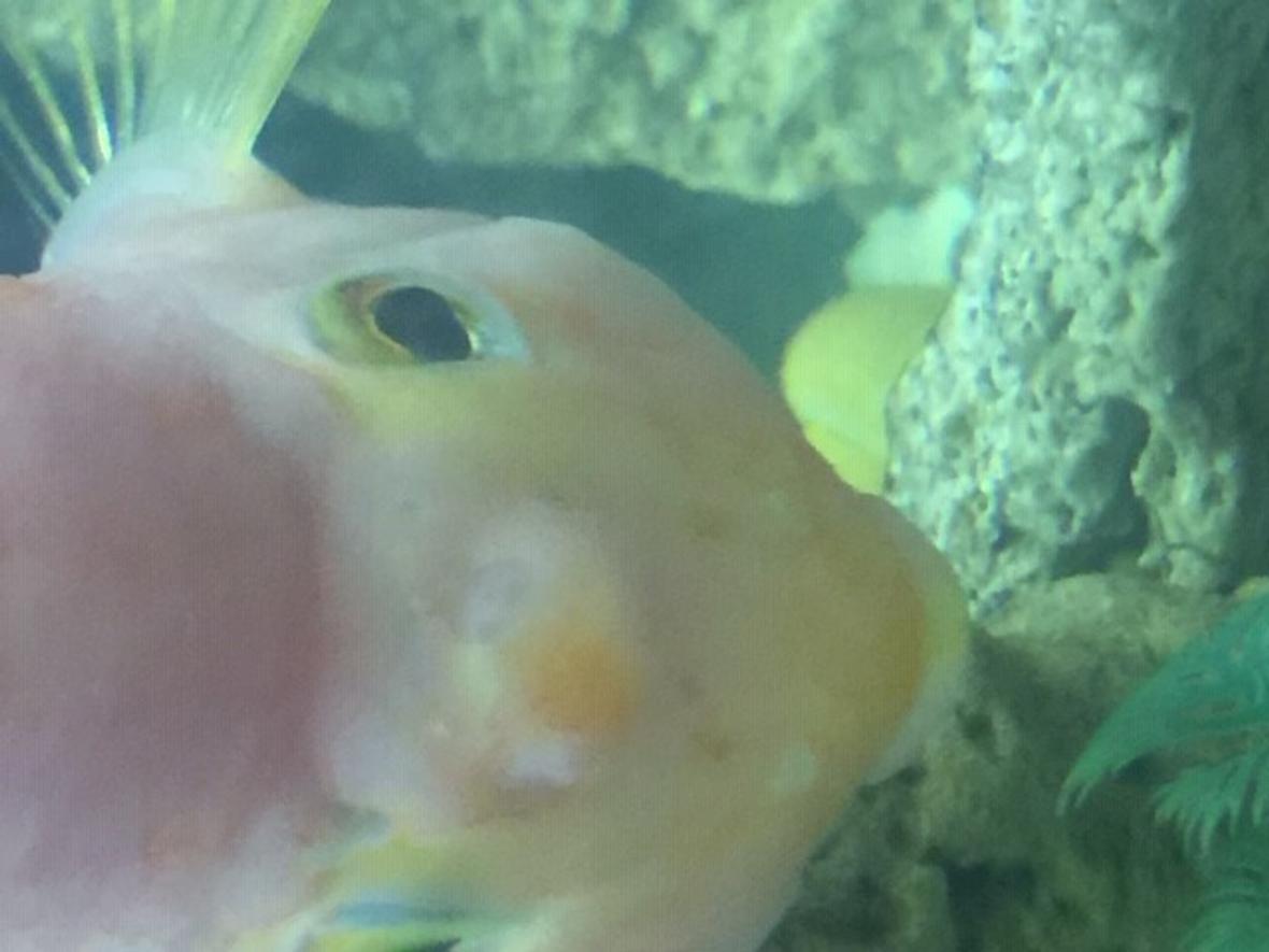 freshwater fish stocking in 50 gallons tank - What is this bump on his forehead? I'm very concerned.