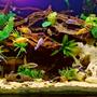 200 gallons freshwater fish tank (mostly fish and non-living decorations) - My Freshwater Tank