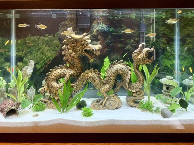 29 gallons planted tank (mostly live plants and fish) - Planted dragon