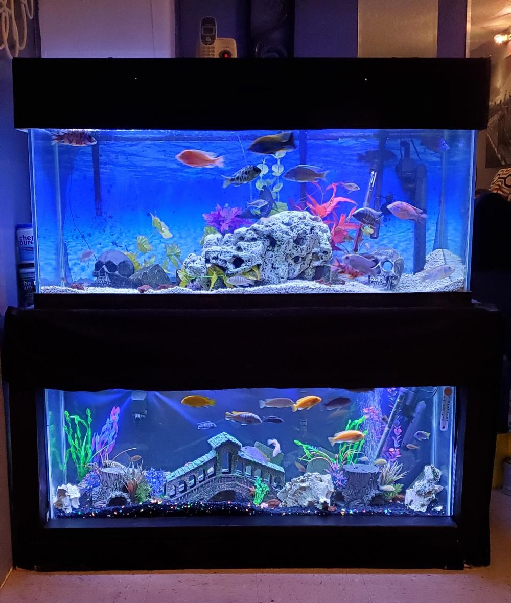 75 gallons freshwater fish tank (mostly fish and non-living decorations) - CICHILDS PEACOCKS AND HAPS ON TOP AND MABUNA ON THE BOTTOM
