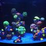 54 gallons reef tank (mostly live coral and fish) - 54 corner