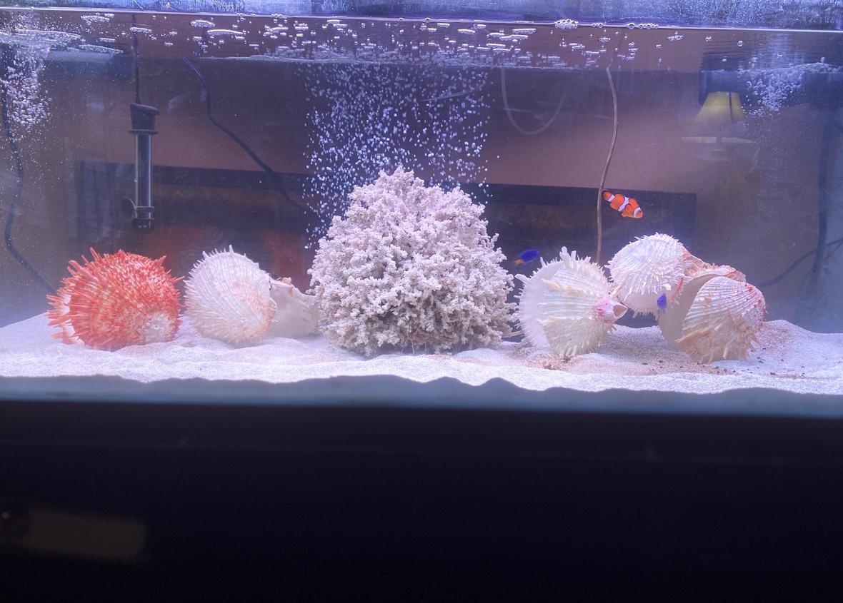saltwater fish stocking in 50 gallons tank - Newly cycled tank