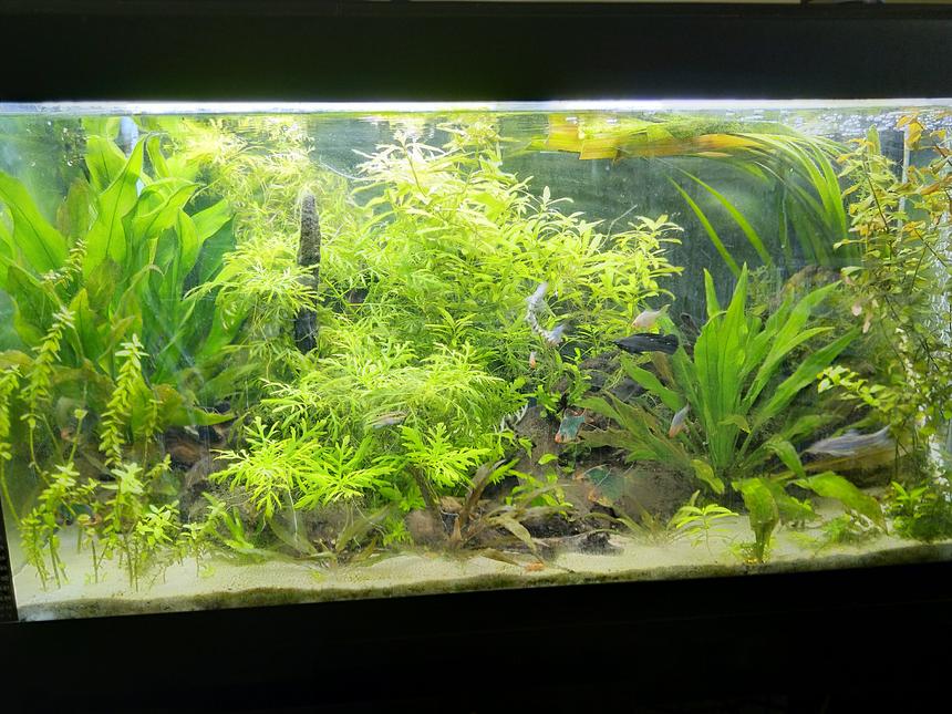 Rated #18: 55 Gallons Planted Tank - Front view full lighting, due for a rescape