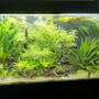 55 gallons planted tank (mostly live plants and fish) - Front view full lighting, due for a rescape